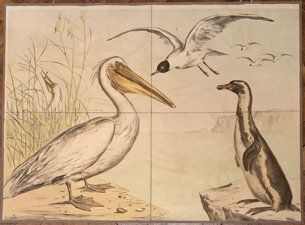 Ensemble De 12 Planches De Sciences Naturelles -photo-4