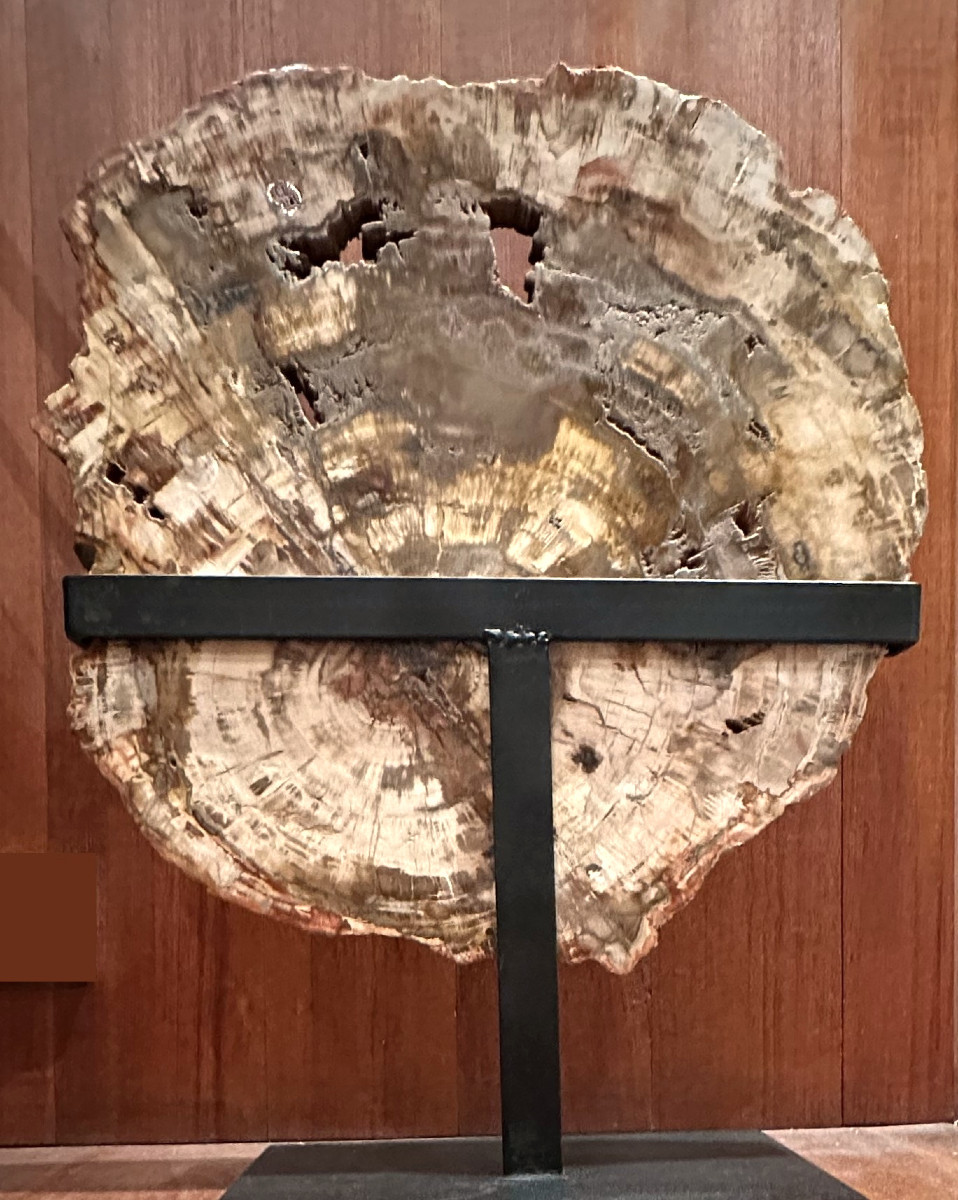 Fossilized Wood Slice-photo-2