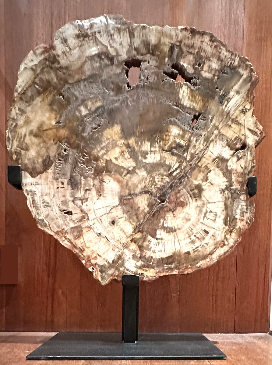 Fossilized Wood Slice