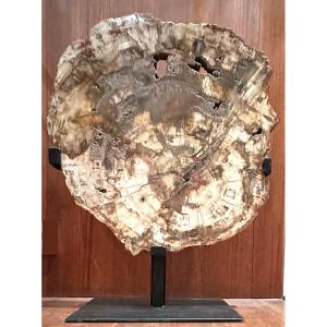 Fossilized Wood Slice