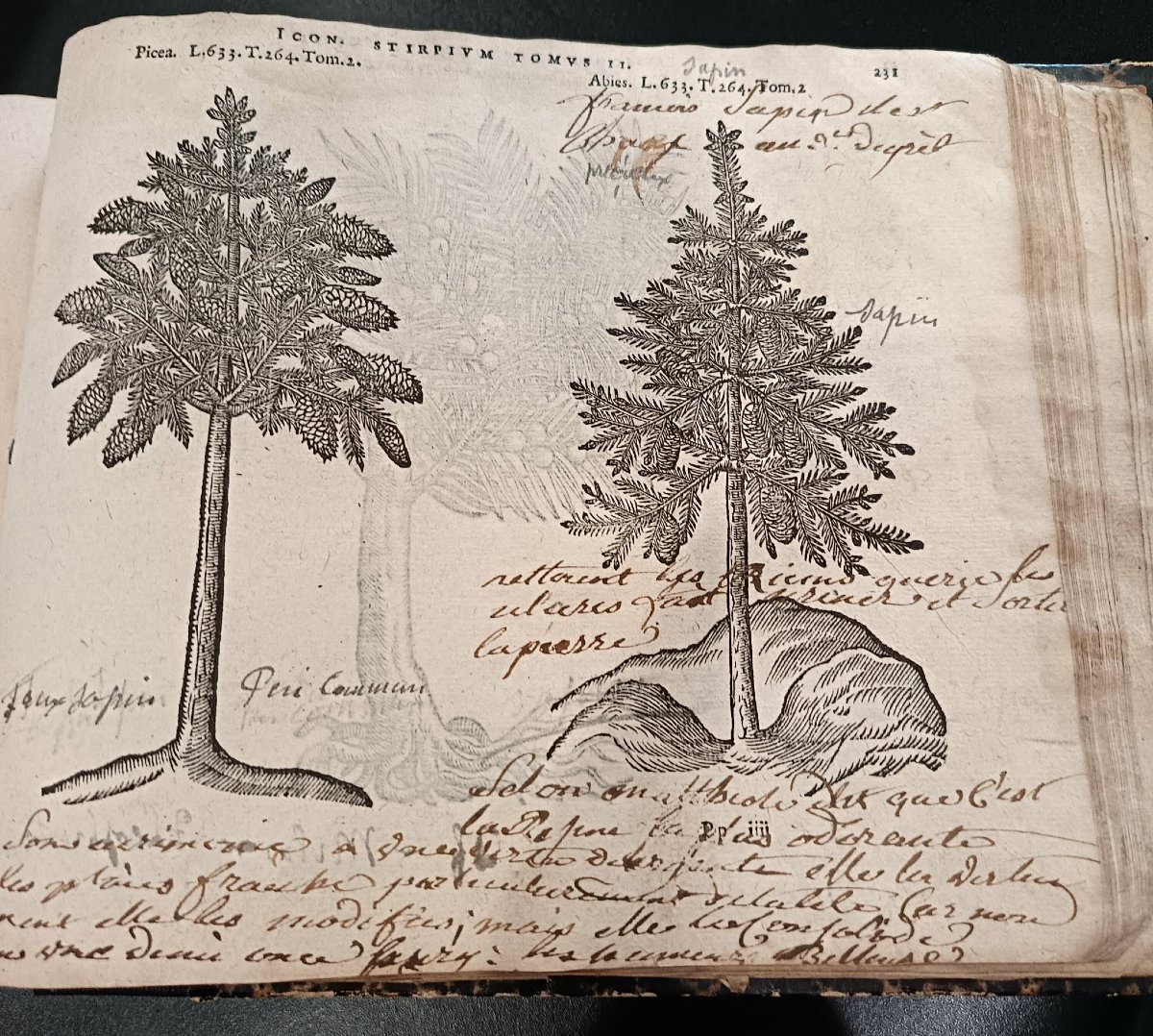 Matthias de l’OBEL (1538-1616) Icones Stirpium Seu Plantarum ... Anvers Plantin Moretus 1591 -photo-3