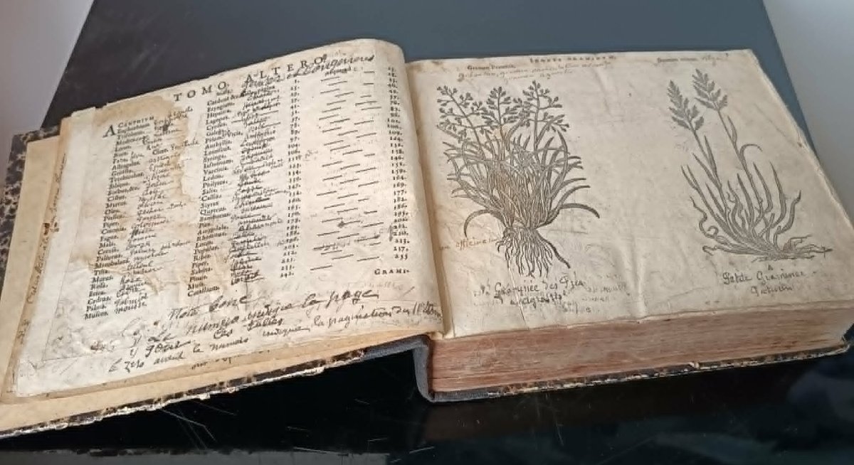 Matthias de l’OBEL (1538-1616) Icones Stirpium Seu Plantarum ... Anvers Plantin Moretus 1591 -photo-3