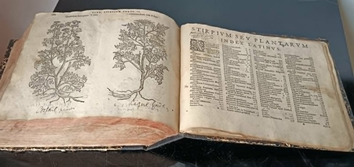 Matthias de l’OBEL (1538-1616) Icones Stirpium Seu Plantarum ... Anvers Plantin Moretus 1591 -photo-6