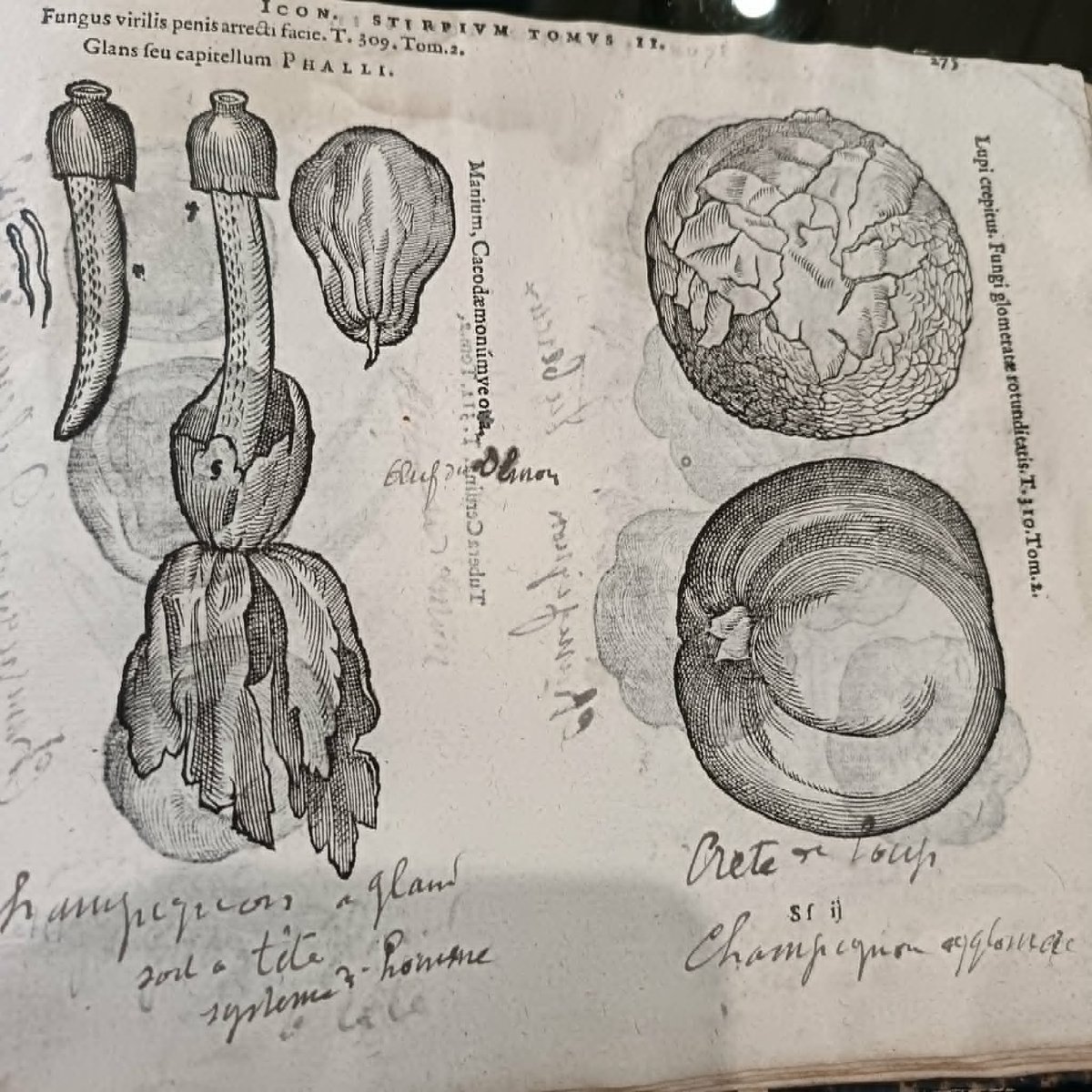 Matthias de l’OBEL (1538-1616) Icones Stirpium Seu Plantarum ... Anvers Plantin Moretus 1591 -photo-7