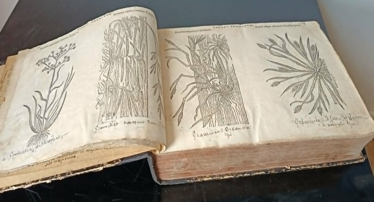 Matthias de l’OBEL (1538-1616) Icones Stirpium Seu Plantarum ... Anvers Plantin Moretus 1591 -photo-1