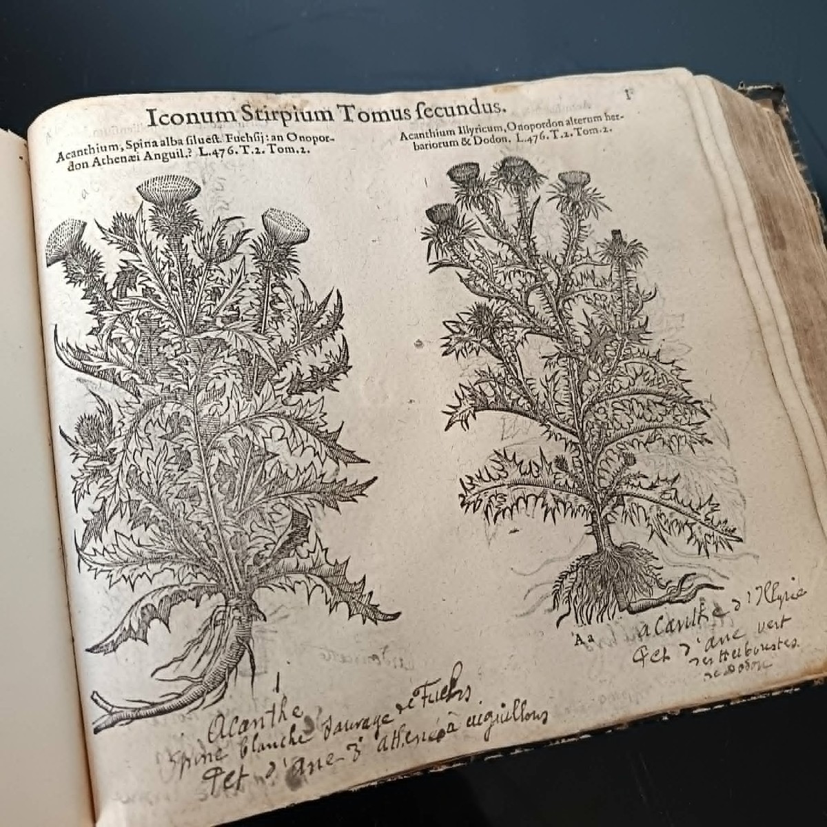 Matthias de l’OBEL (1538-1616) Icones Stirpium Seu Plantarum ... Anvers Plantin Moretus 1591 -photo-8