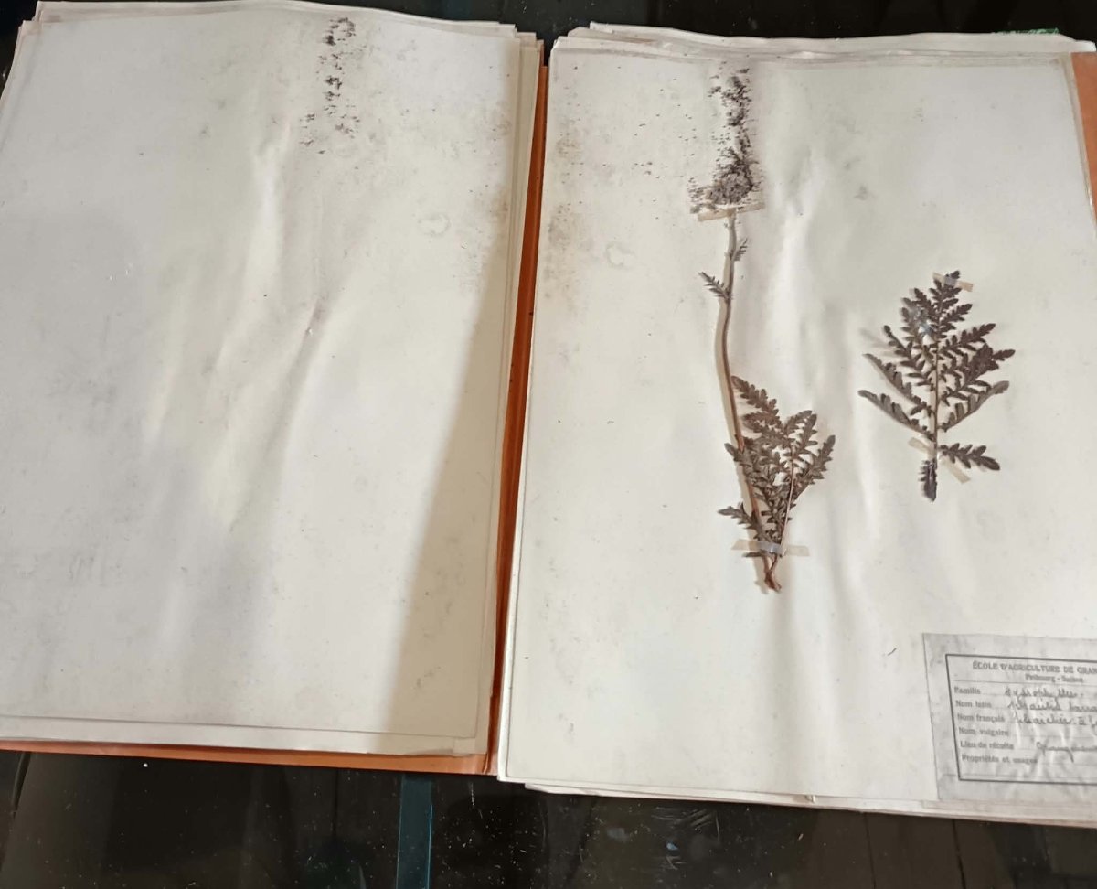 440 + 48  Planches d'Herbier, ECOLE D’AGRICULTURE DE GRANGENEUVE Fribourg – Suisse fin XIXe-photo-4