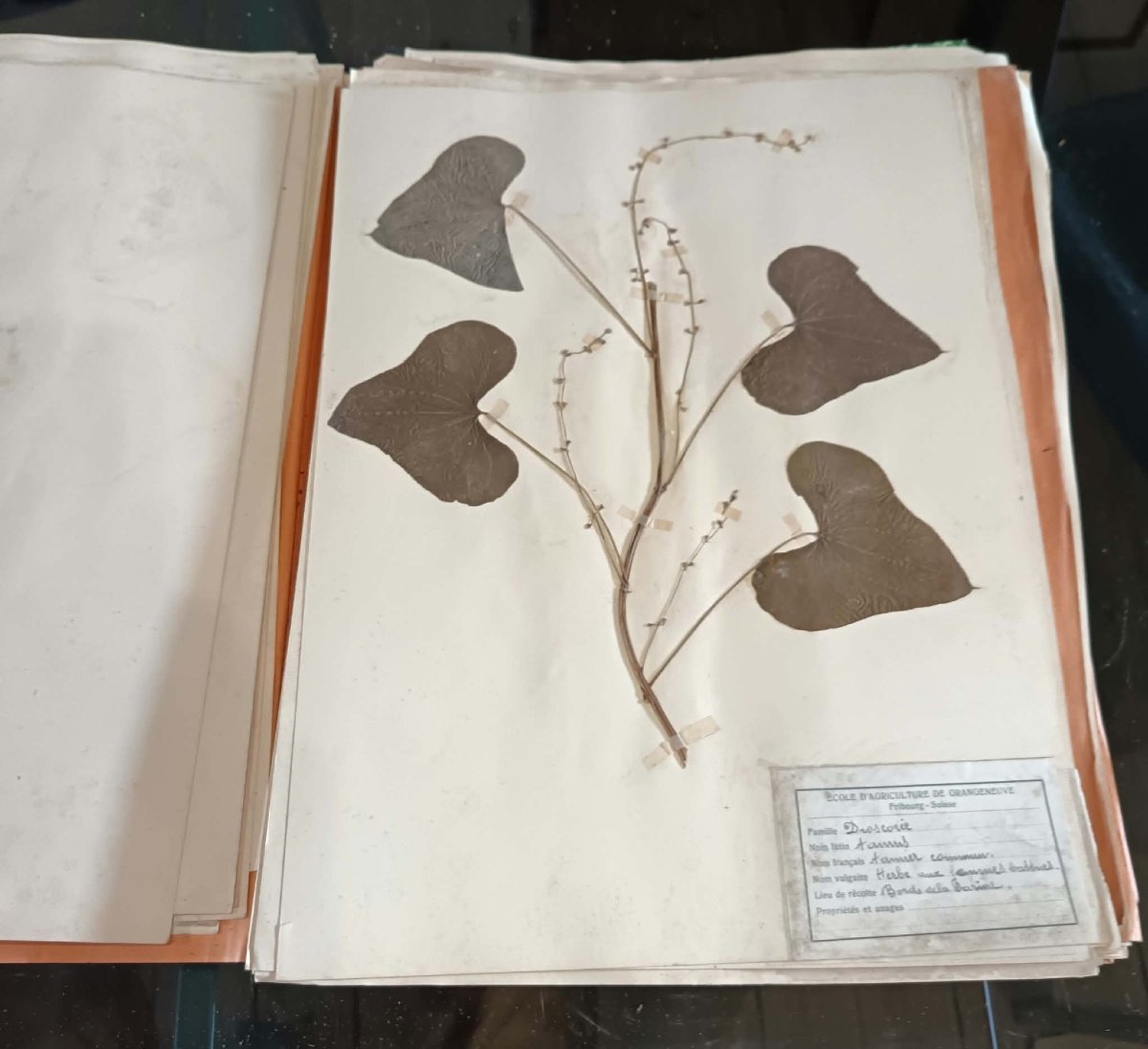 440 + 48  Planches d'Herbier, ECOLE D’AGRICULTURE DE GRANGENEUVE Fribourg – Suisse fin XIXe-photo-1