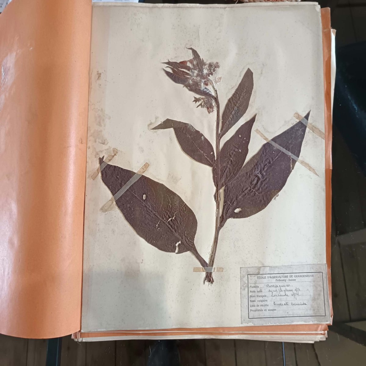 440 + 48  Planches d'Herbier, ECOLE D’AGRICULTURE DE GRANGENEUVE Fribourg – Suisse fin XIXe-photo-2