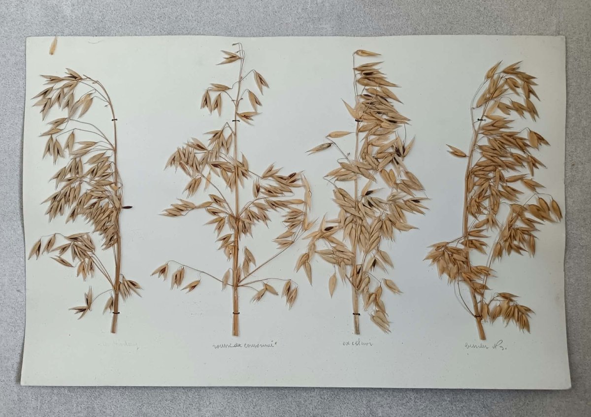 440 + 48  Planches d'Herbier, ECOLE D’AGRICULTURE DE GRANGENEUVE Fribourg – Suisse fin XIXe-photo-4