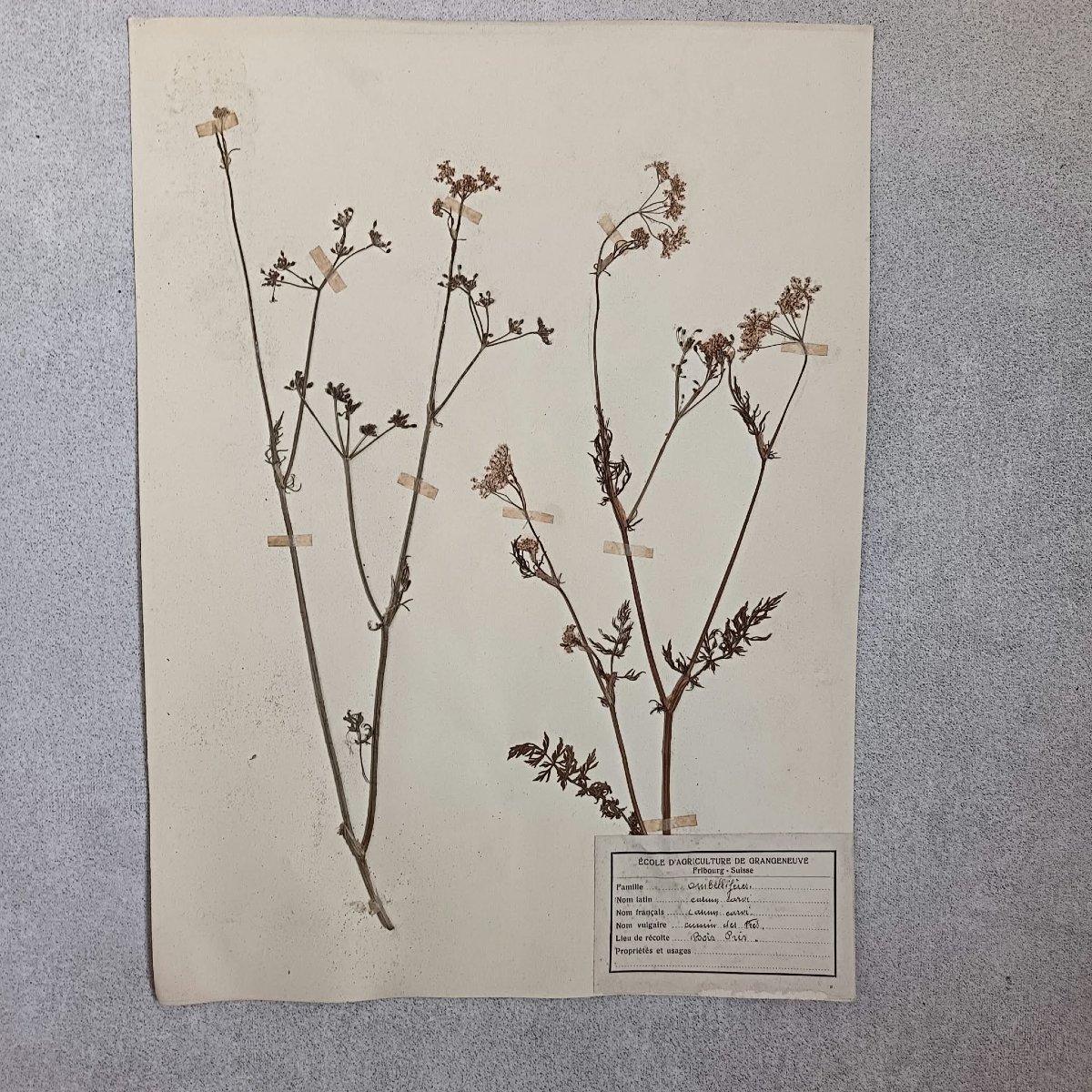 440 + 48  Planches d'Herbier, ECOLE D’AGRICULTURE DE GRANGENEUVE Fribourg – Suisse fin XIXe