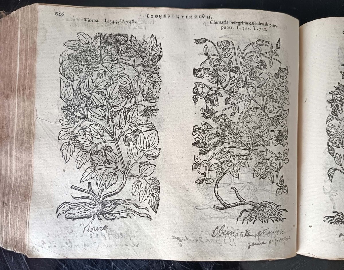 Matthias De L’obel: *icones Stirpium Seu Plantarum Tam Exoticarum Quam Indigenarum*, 1591 Edition-photo-2