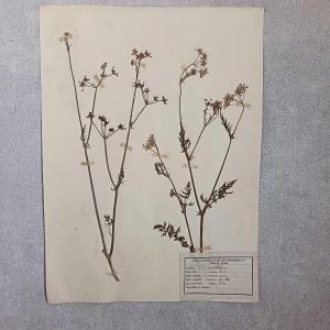 440 + 48 Planches d'Herbier, ECOLE D’AGRICULTURE DE GRANGENEUVE Fribourg – Suisse fin XIXe