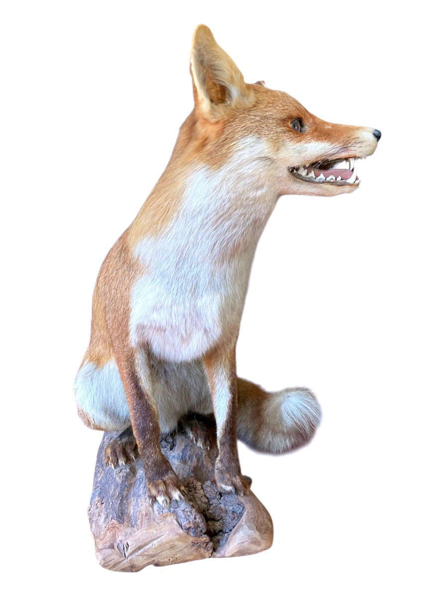 Trophée de Chasse au Renard Roux d'Europe Naturalisé-photo-3