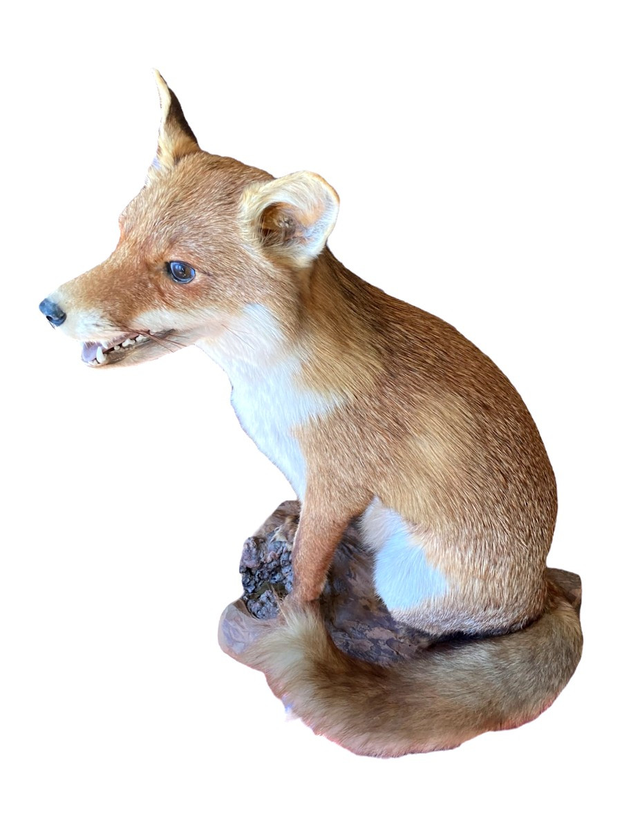 Renard Roux d'Europe Naturalisé-photo-1