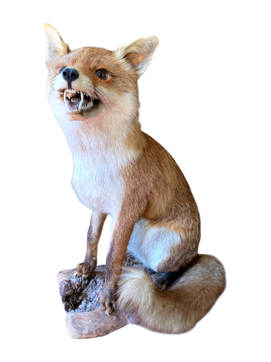 Trophée de Chasse au Renard Roux d'Europe Naturalisé