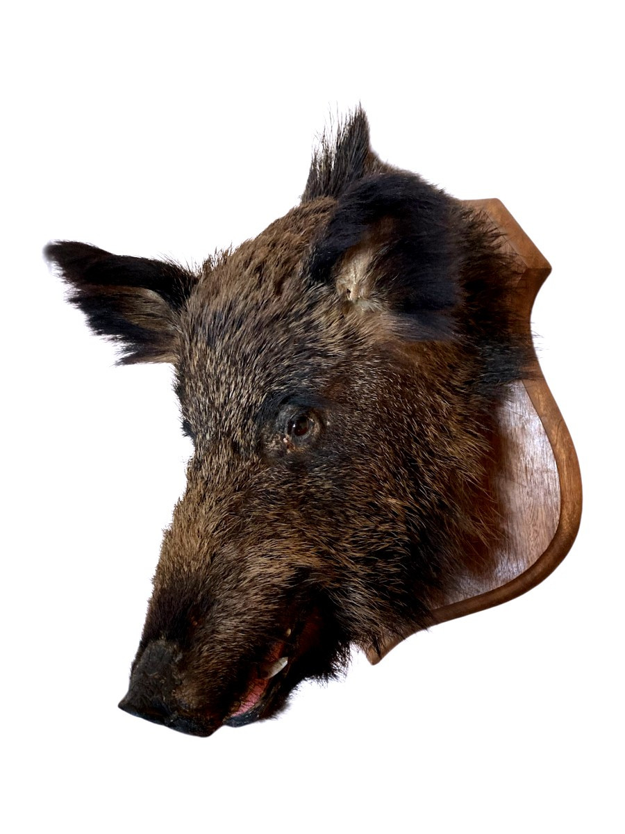 Naturalized Wild Boar Hunting Trophy-photo-2