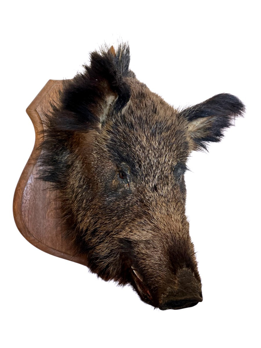 Naturalized Wild Boar Hunting Trophy-photo-1