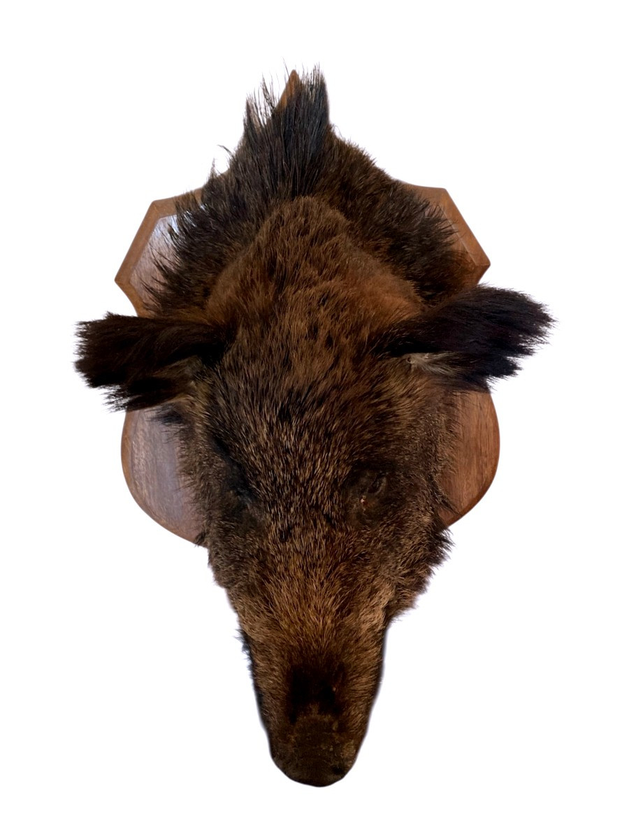 Naturalized Wild Boar Hunting Trophy-photo-2