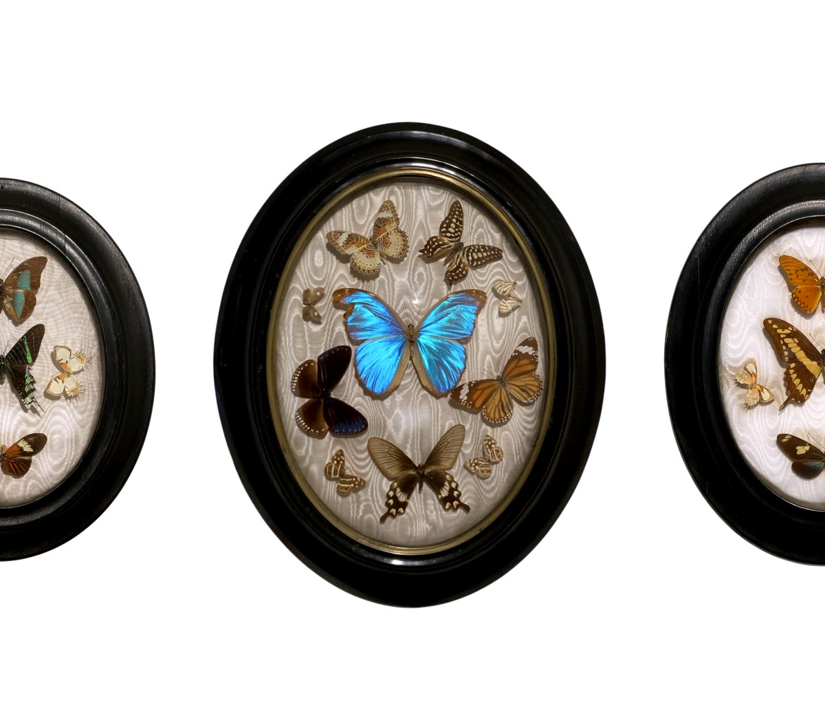 Set Of Antique Entomological Frames – Exotic And European Butterflies, Late 19th Century-photo-2