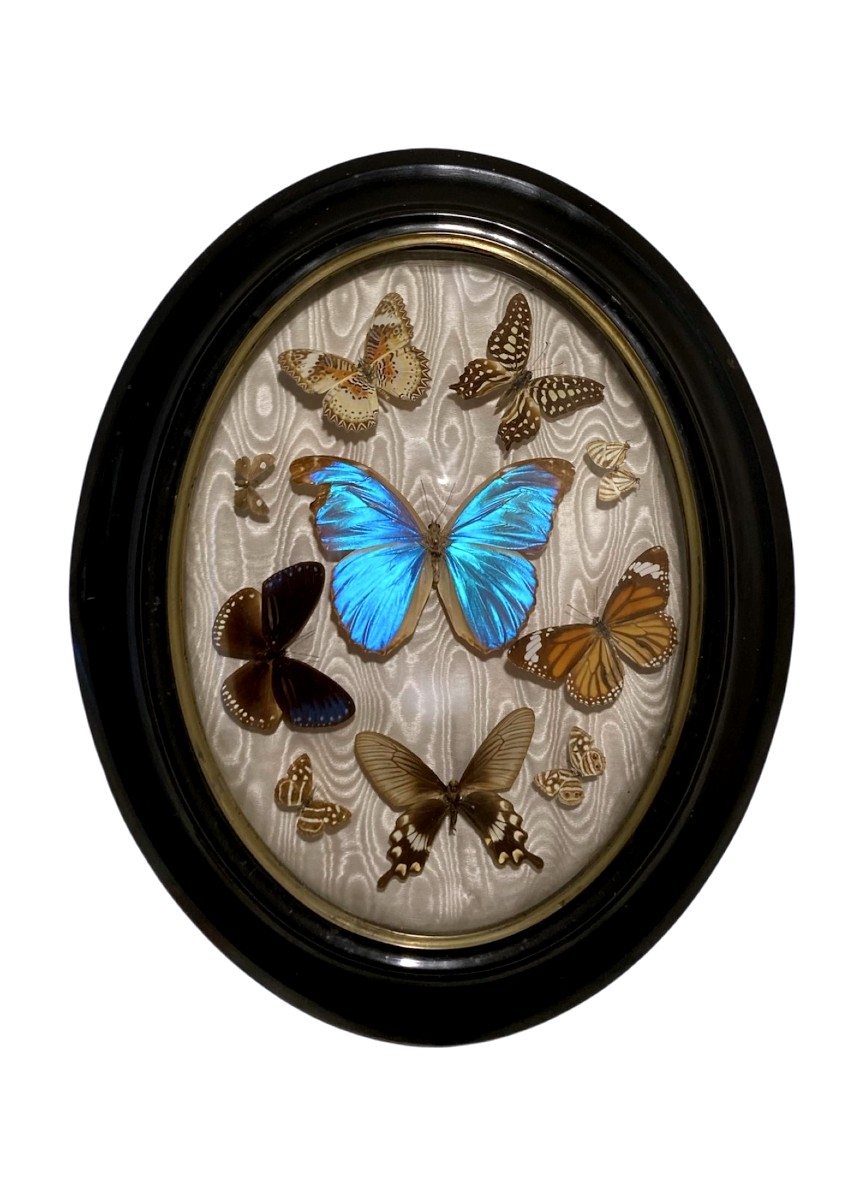 Set Of Antique Entomological Frames – Exotic And European Butterflies, Late 19th Century-photo-3