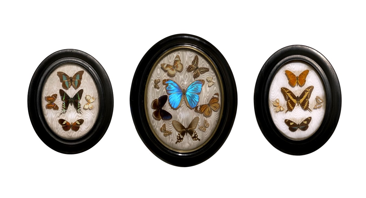 Set Of Antique Entomological Frames – Exotic And European Butterflies, Late 19th Century-photo-4