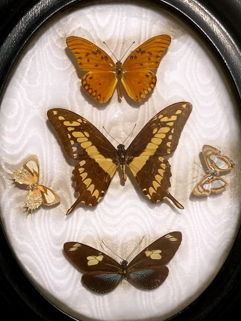 Entomological Collection From The End Of The 19th Century-photo-4