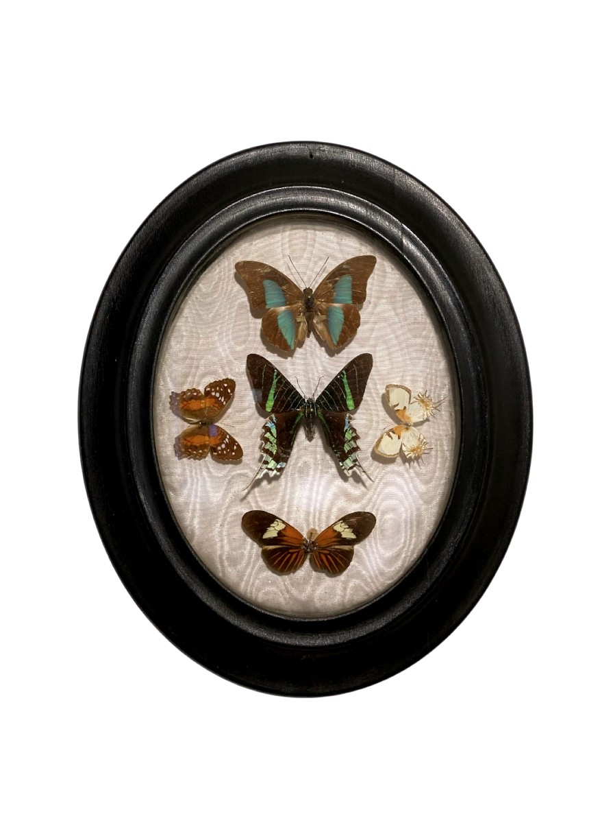 Set Of Antique Entomological Frames – Exotic And European Butterflies, Late 19th Century-photo-1