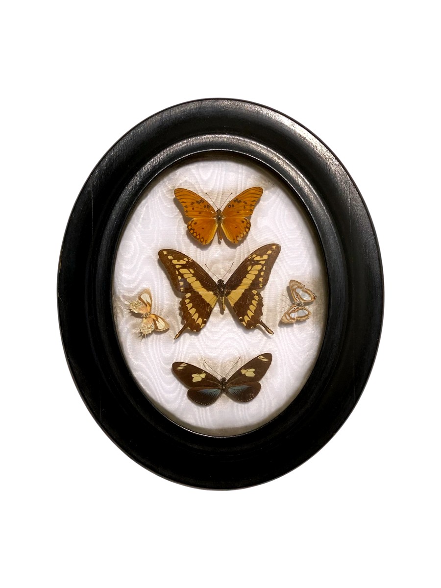 Set Of Antique Entomological Frames – Exotic And European Butterflies, Late 19th Century-photo-2