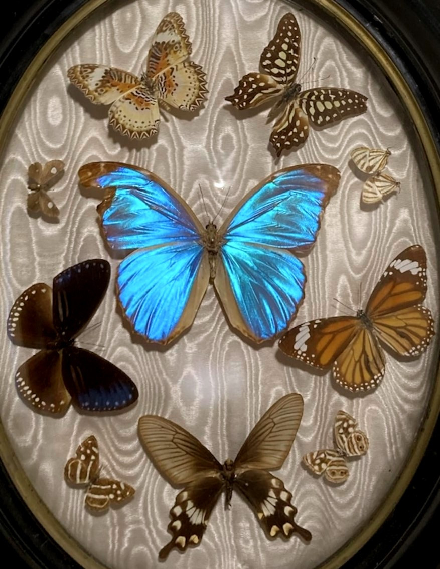 Set Of Antique Entomological Frames – Exotic And European Butterflies, Late 19th Century