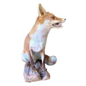 Renard Roux d'Europe Naturalisé
