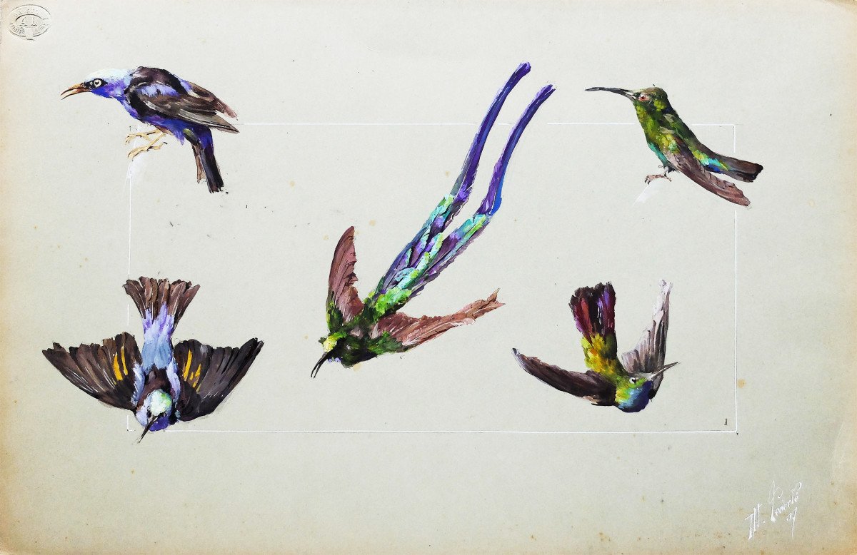 Maurice Lederlé Dessin original Aquarelle 1907 Études d'oiseaux Beaux-arts de Rennes Bristol 