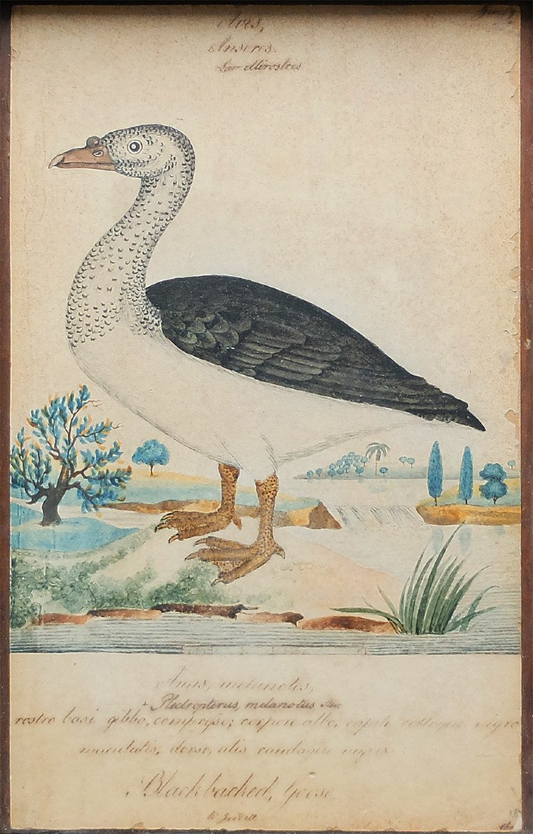 William Goodall Original Drawing Natural History Late 18th Early 19th Goose Blackbacked Goose-photo-2