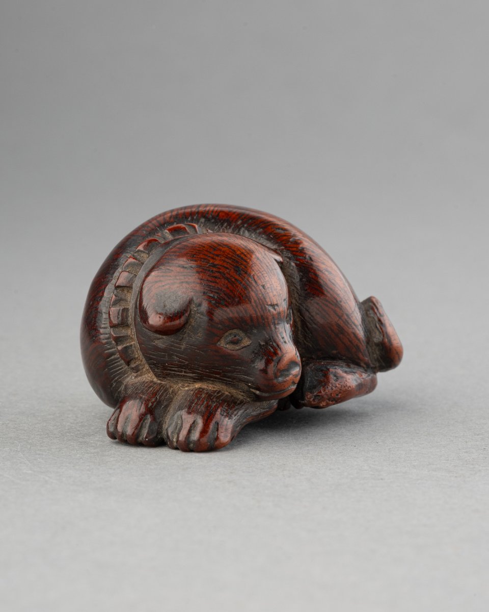 Netsuke - Chien couché en buis sculpté, Japon fin Edo, début Meiji. Sagemono Art Japonais-photo-2
