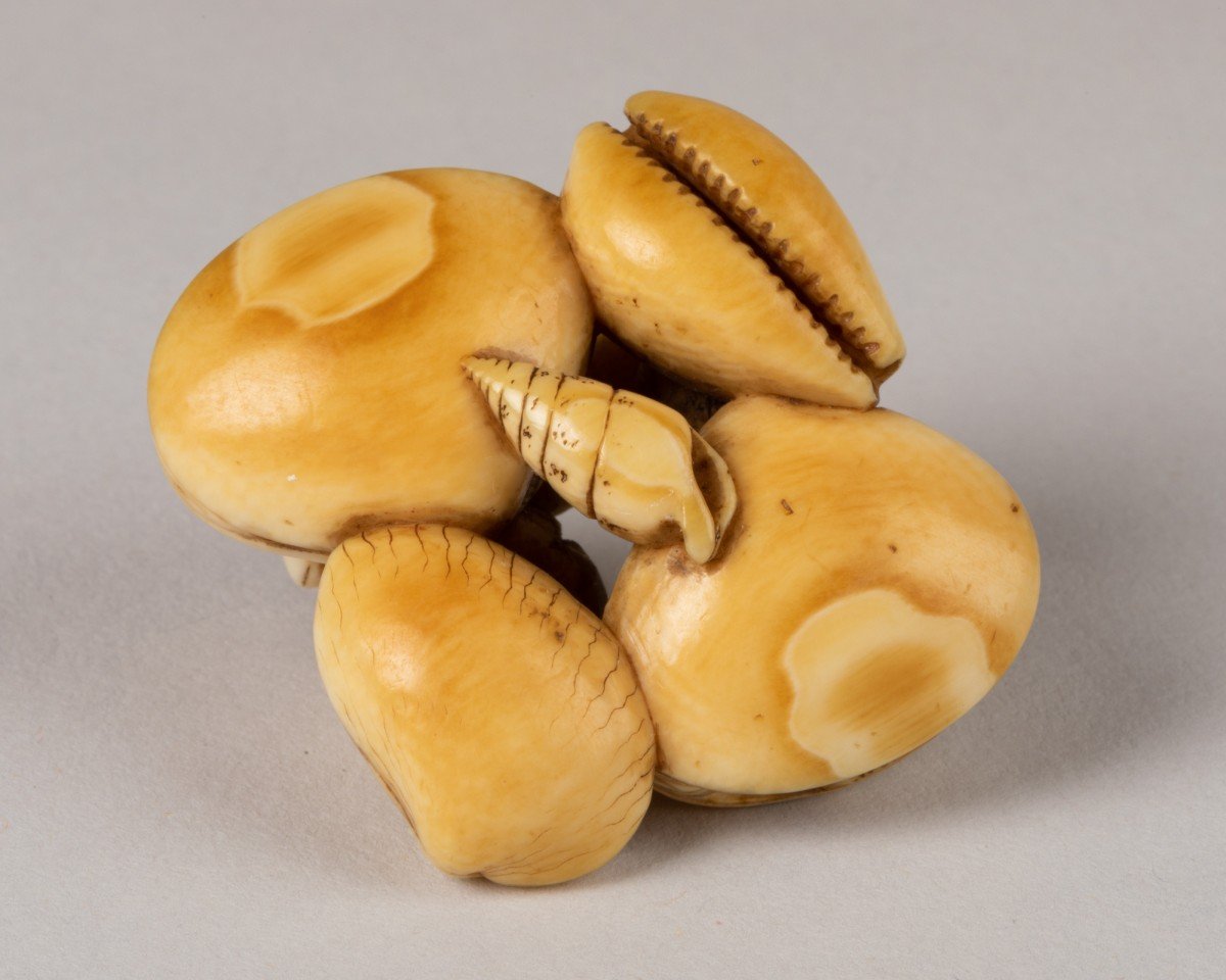 Netsuke - Conjoined Seashells-photo-1