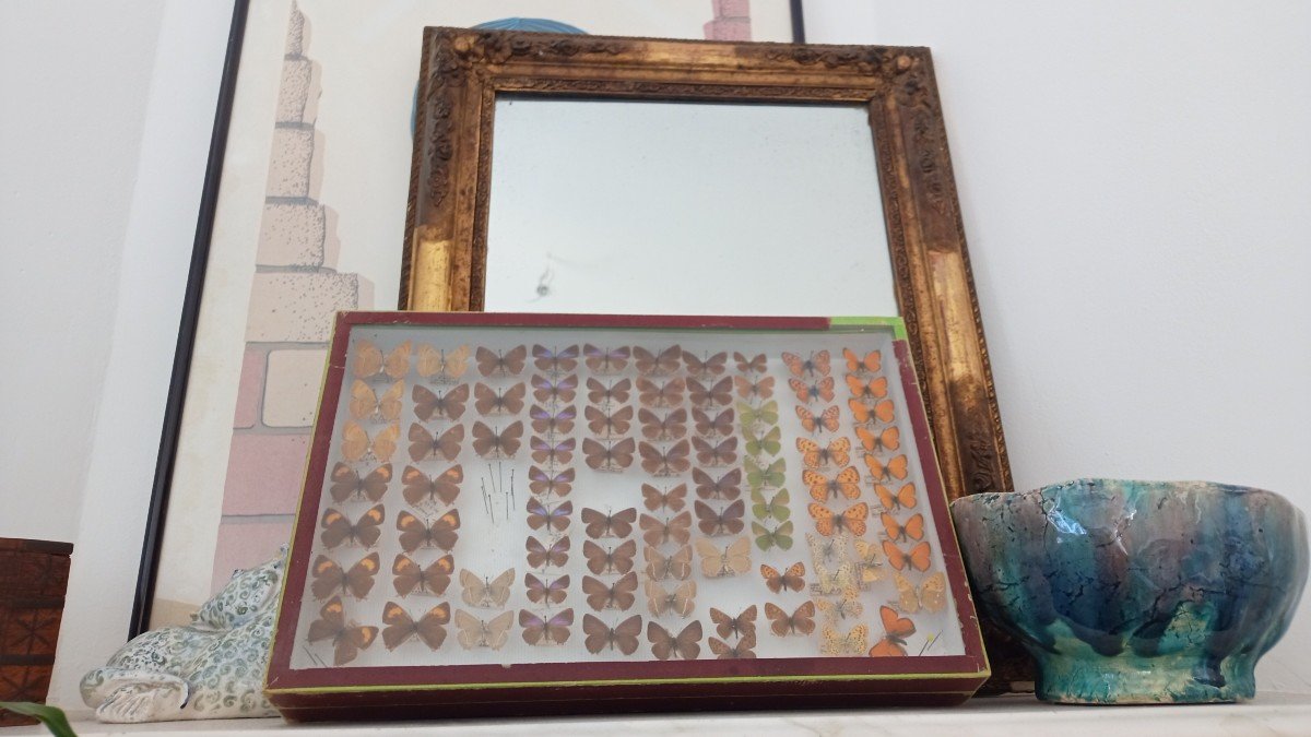 Ancienne Boite D’entomologie Papillons Collection-photo-1