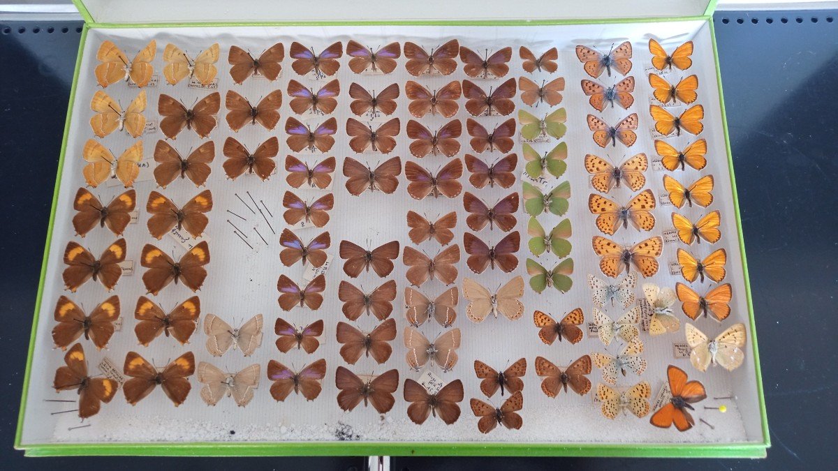 Ancienne Boite D’entomologie Papillons Collection