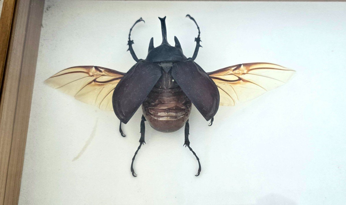 Old Entomology Box - Insects Of Guyana-photo-4
