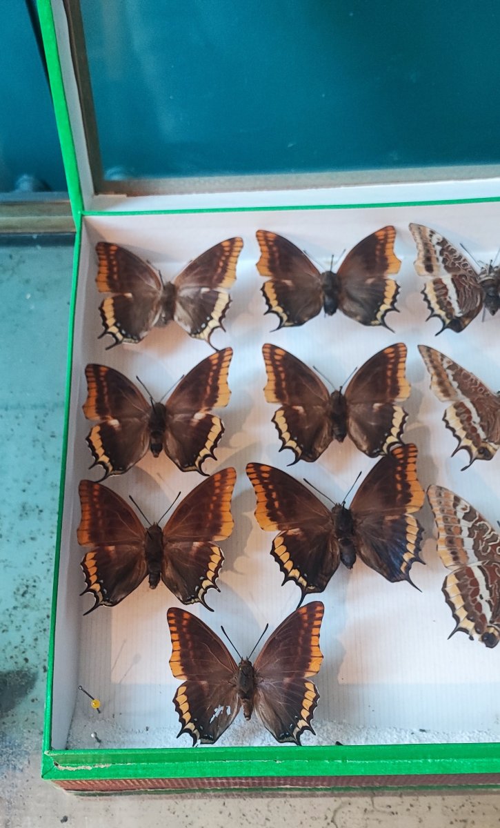 Antique Butterfly Entomology Box For Collectors-photo-2