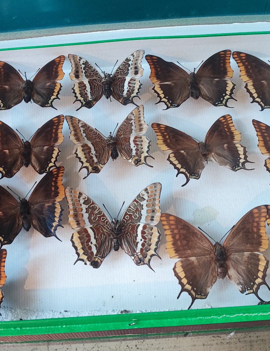 Antique Butterfly Entomology Box For Collectors-photo-3