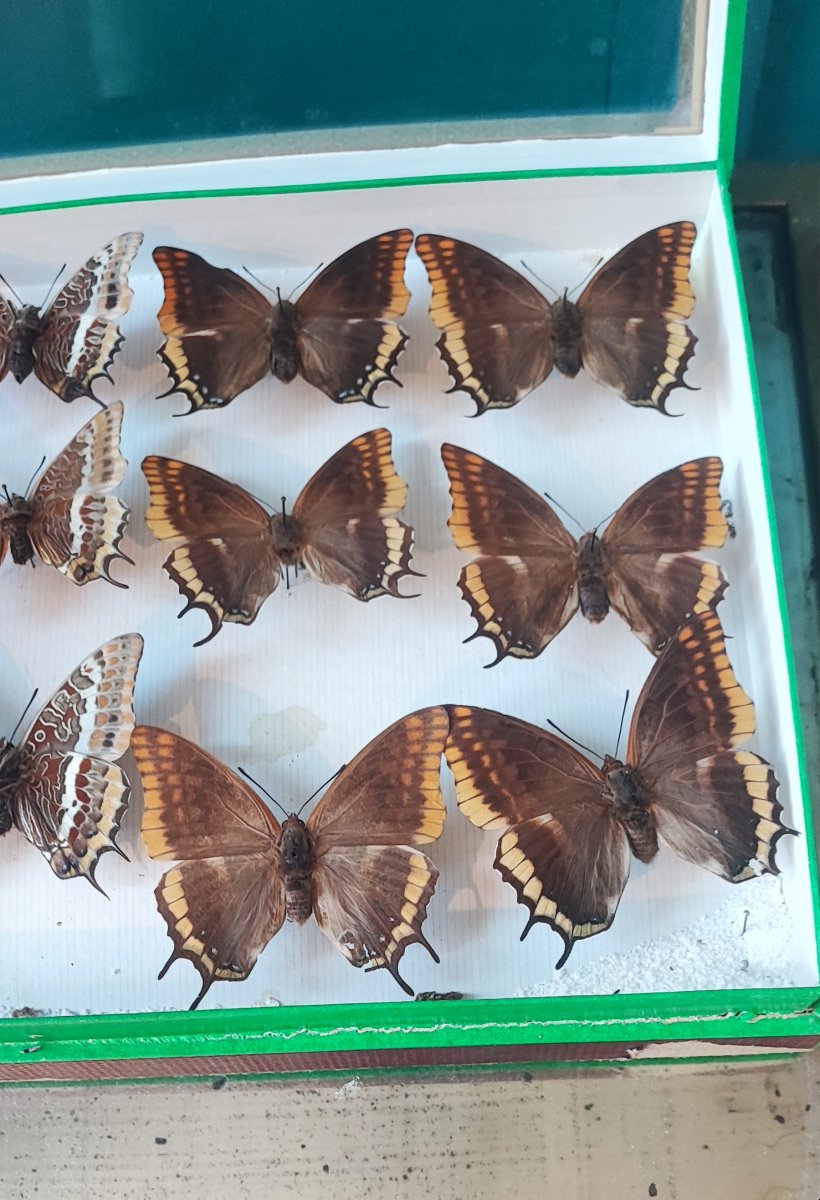 Antique Butterfly Entomology Box For Collectors-photo-4