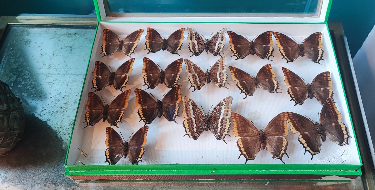 Antique Butterfly Entomology Box For Collectors-photo-1