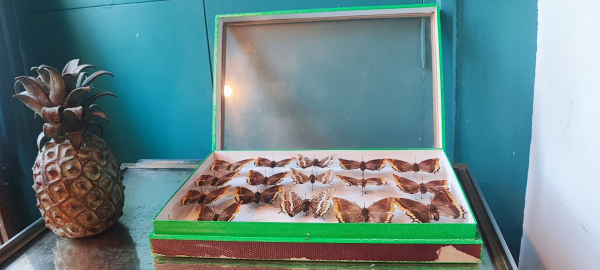 Antique Butterfly Entomology Box For Collectors-photo-2
