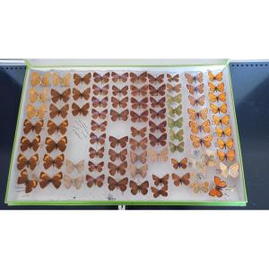 Ancienne Boite D’entomologie Papillons Collection