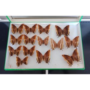 Old Entomology Box Butterflies Collection