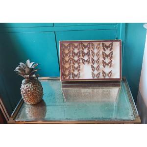 Antique Butterfly Entomology Box For Collectors