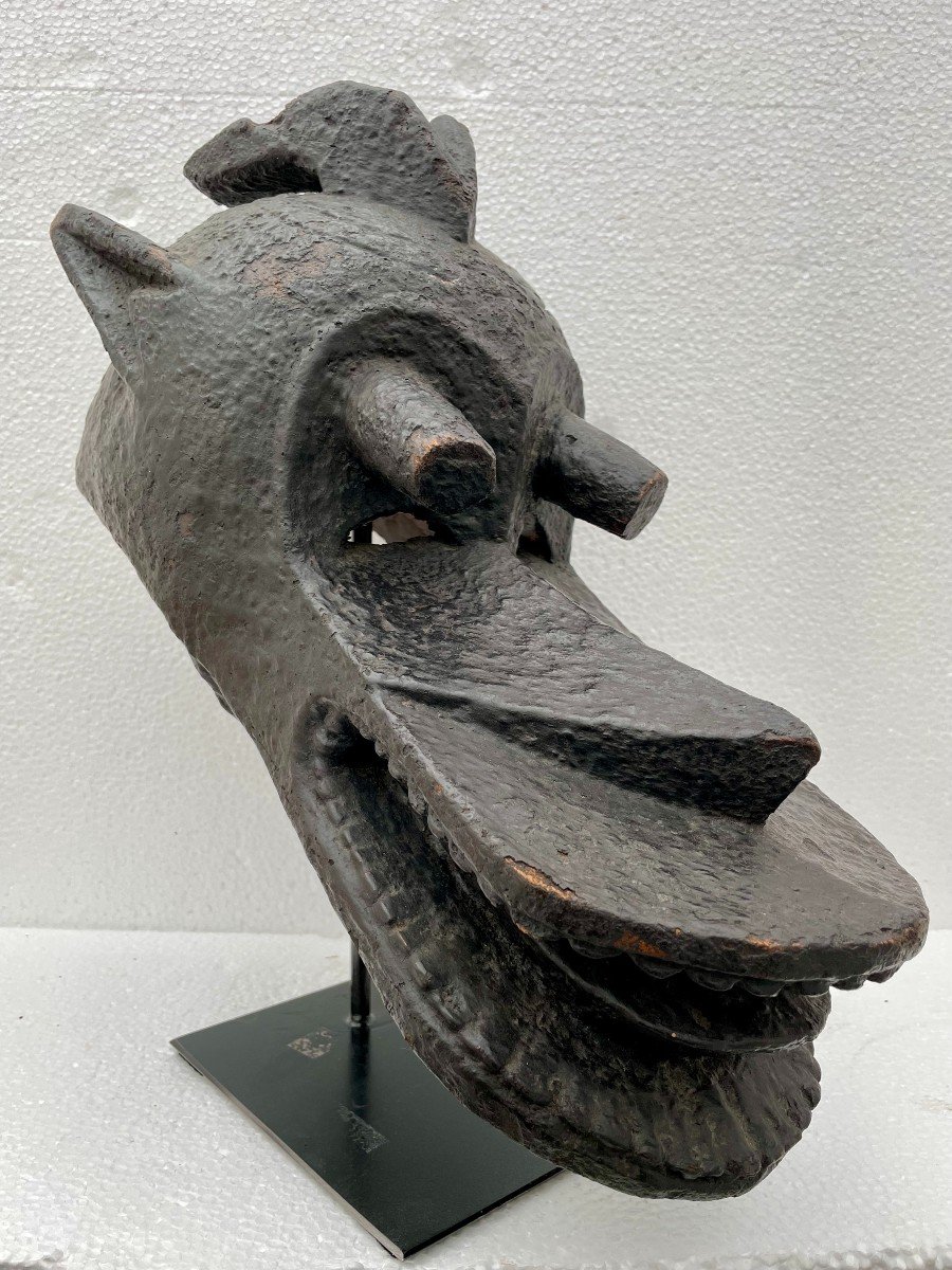 Rare Crest Mask Or Helmet "suaga Bor" Mambila (nigeria). “magpie-dog” Zoomorph. 47cm