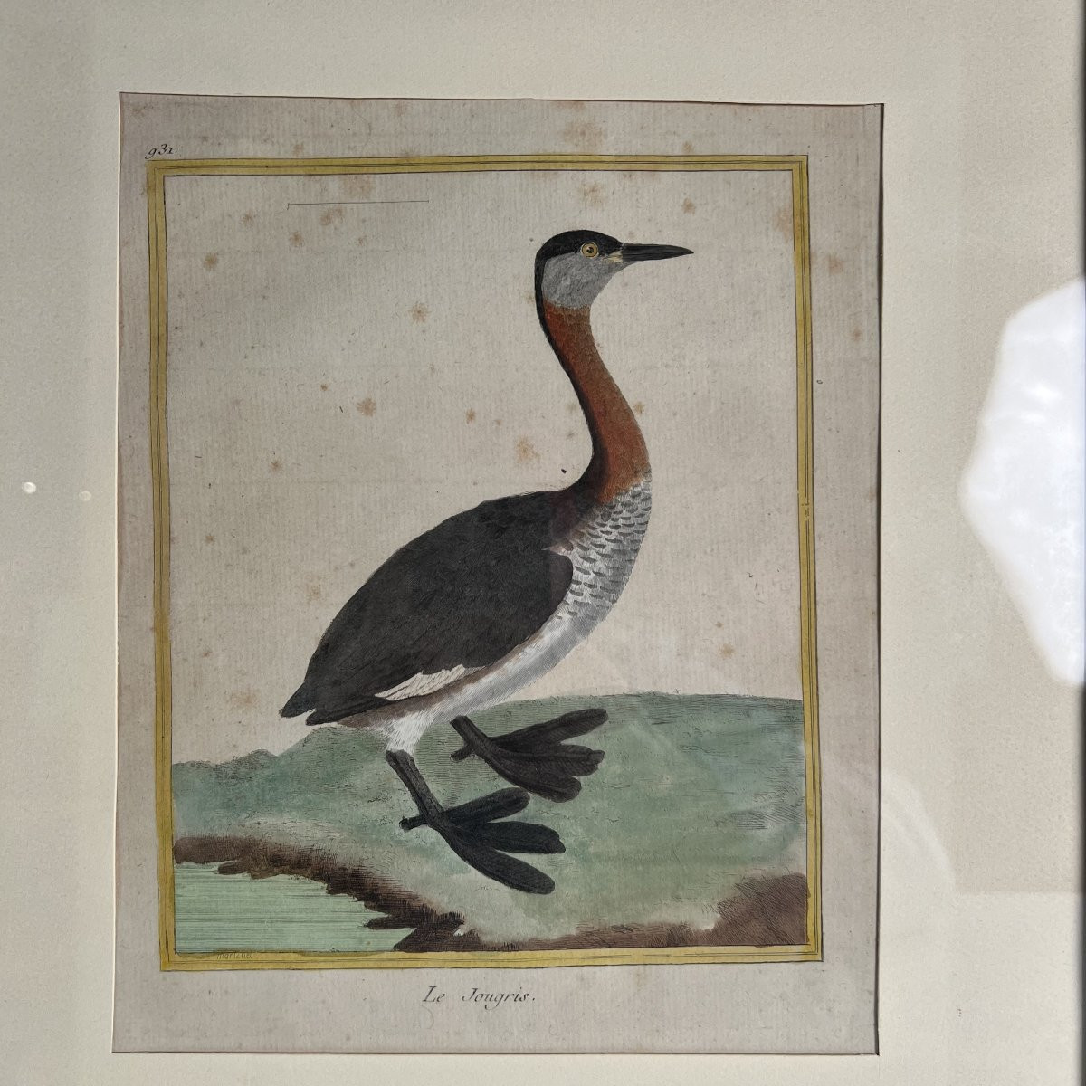 Color Engraving By Martinet, From Buffon's Natural History, France 18th Century-photo-2