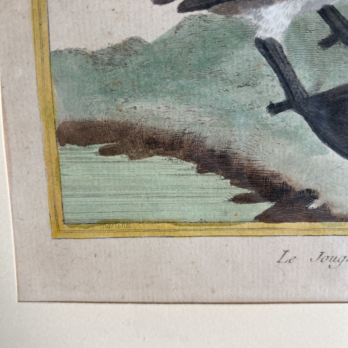 Color Engraving By Martinet, From Buffon's Natural History, France 18th Century-photo-3