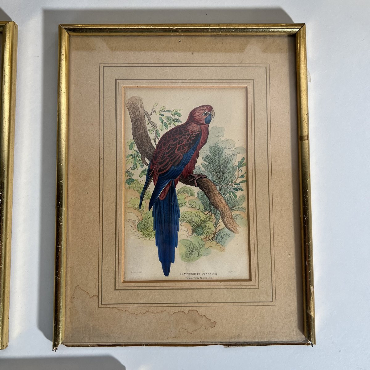 A Series Of 10 Enhanced Ornithological Engravings, E. Lear, The Naturalist's Library, 19th Century -photo-4